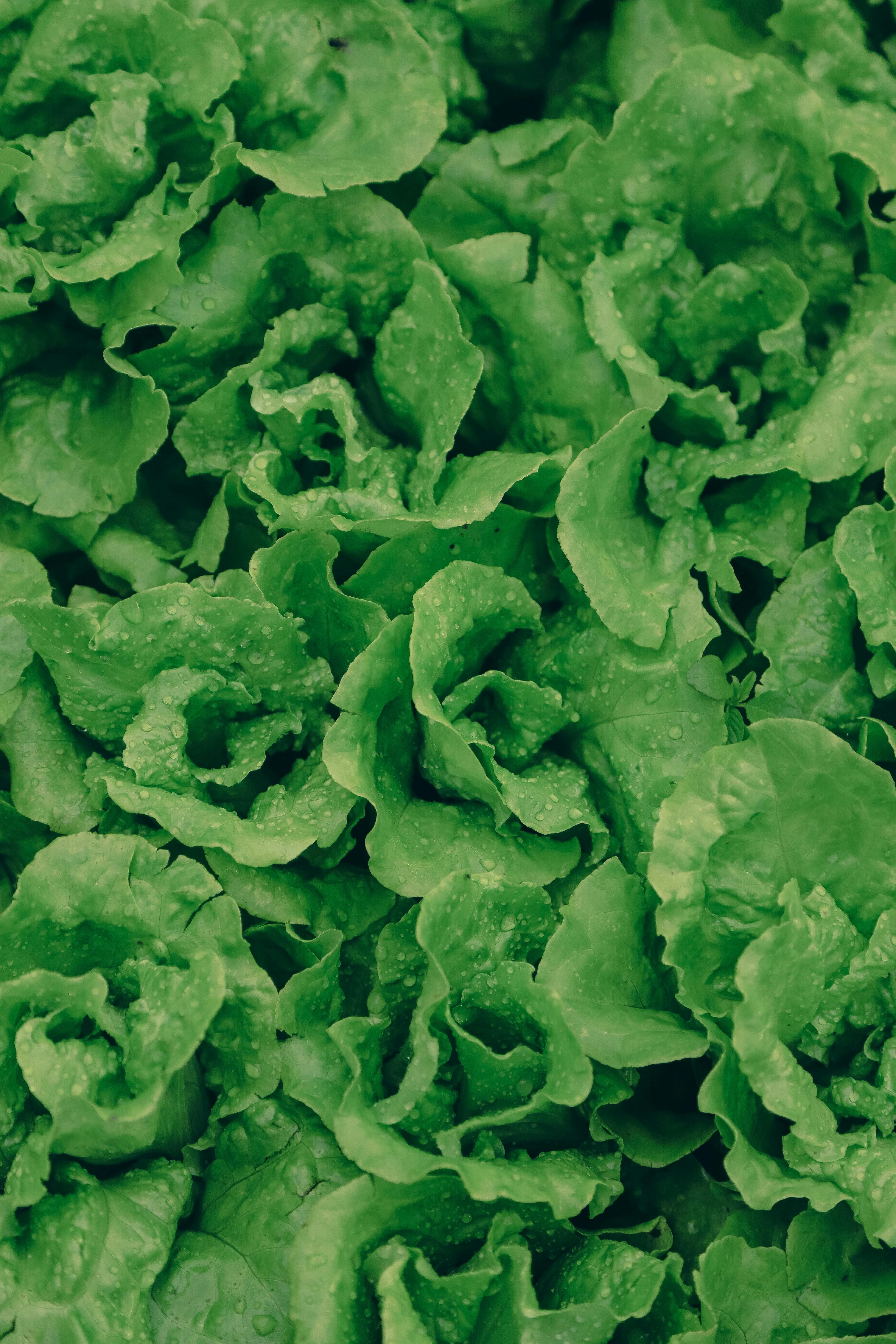 lettuce mobile gutter system greenhouses (2)